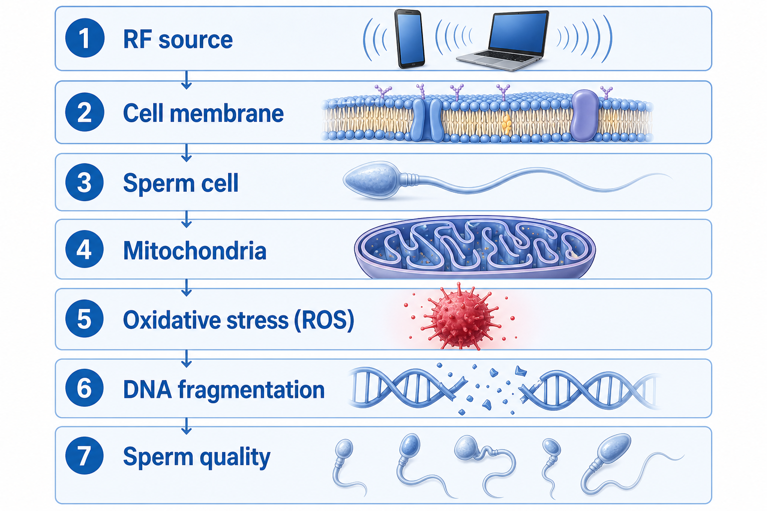 Seven-step vertical pathway infographic with labels only: RF source, cell membrane, sperm cell, mitochondria, oxidative stress, DNA fragmentation, sperm quality